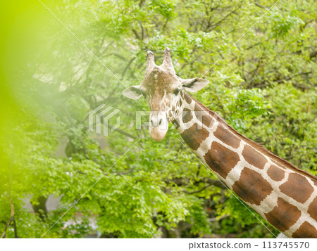 Green trees and giraffes Green trees and giraffes 113745570