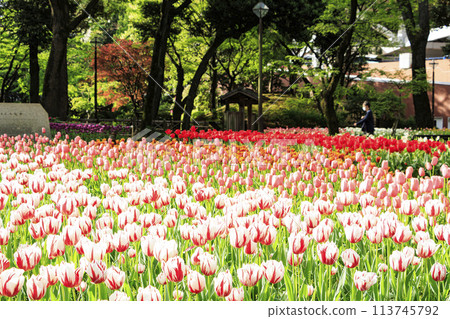 Tulips and Japanese garden at Yokohama Park, Naka Ward, Yokohama City, Kanagawa Prefecture Tulips and Japanese garden at Yokohama Park, Naka Ward, Yokohama City, Kanagawa Prefecture 113745792