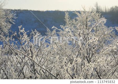 冬季鶴居村清晨看到的白色花朵狀霧凇 113745832