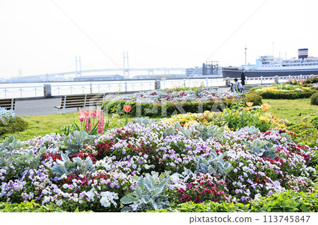 山下公園的花壇裡鮮花盛開 山下公園的花壇裡鮮花盛開 113745847