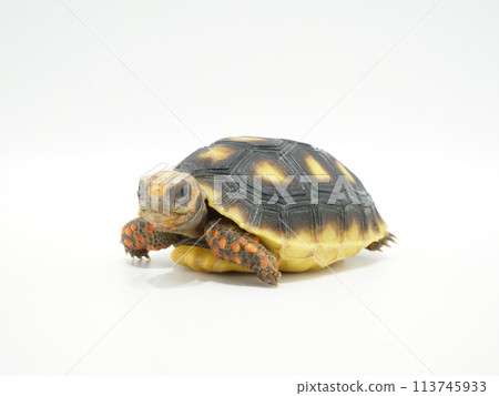 Tortoise kid 113745933