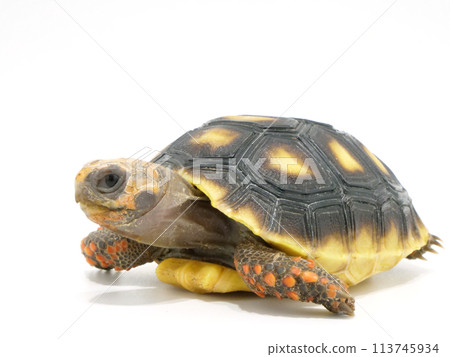紅腳陸龜望向別處 113745934