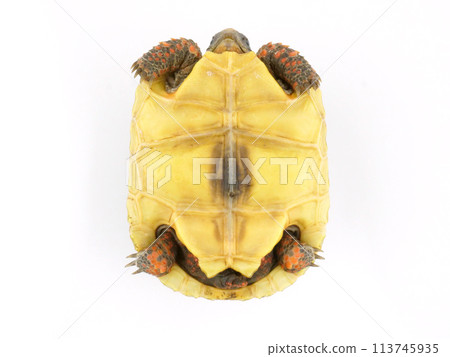 紅足陸龜的底面 紅足陸龜的底面 113745935