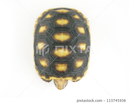 Red-footed tortoise seen from above 113745936