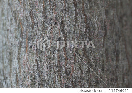 Dogwood bark Dogwood bark 113746061