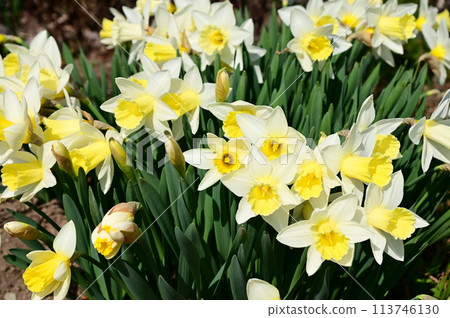 Daffodil flowers 113746130