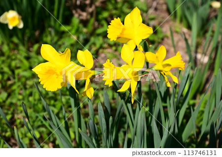 Daffodil flowers 113746131