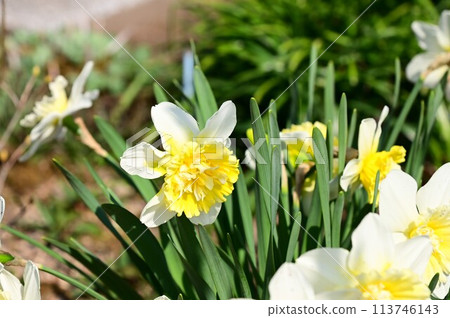 Daffodil flowers 113746143