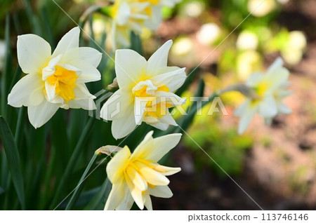 Daffodil flowers Daffodil flowers 113746146