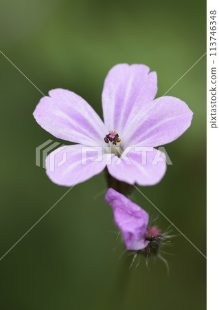 Vertical closeup on the light pink flower of the green, herb robert, Geranium robertianum Vertical closeup on the light pink flower of the green, herb robert, Geranium robertianum 113746348