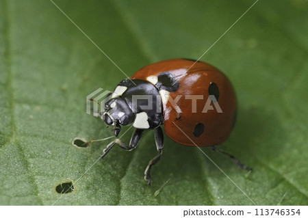 Closeup on a seven spotted ladybird, beetle , Coccinella septempunctata sitting on a green leaf Closeup on a seven spotted ladybird, beetle , Coccinella septempunctata sitting on a green leaf 113746354