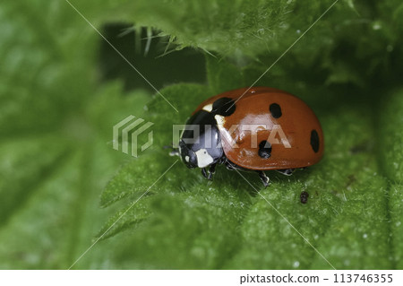 Closeup on the European seven spotted ladybird beetle, Coccinella septempunctata sitting on a green leaf 113746355