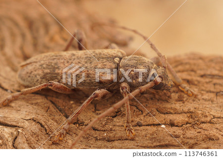 Closeup shot of a French plant parasite brown longhorn beetle, Tricheferus griseus 113746361