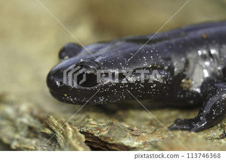 Closeup on a dark and rare Japanese Ishizuchi endemic streamside salamander , Hynobius hirosei on wood Closeup on a dark and rare Japanese Ishizuchi endemic streamside salamander , Hynobius hirosei on wood 113746368