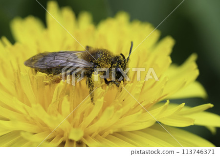 Closeup on a female grey-gastered mining bee, Andrena tibialis, sitting in a yellow dandelion flower 113746371