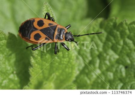 Closeup on a colorful sap-sucking red firebug or soldierbug, Pyrrhocoris apterus, sitting on a green leaf 113746374
