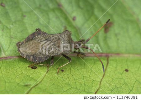 Closeup on the EUropean common dock bug, Coreus marginatus sitting on a green leaf 113746381