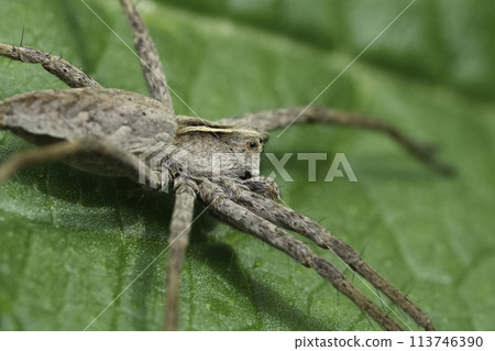 Extreme closeup on European Nursery web spider, Pisaura mirabilis on a green leaf Extreme closeup on European Nursery web spider, Pisaura mirabilis on a green leaf 113746390