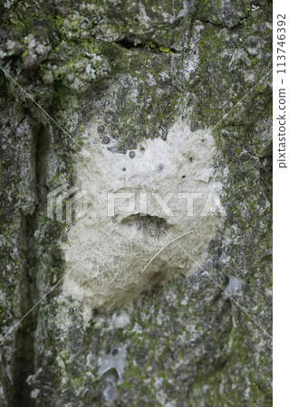 Closeup on a hairy egg cocoon of the gypsy moth, Lymantria dispar against the bark of a tree Closeup on a hairy egg cocoon of the gypsy moth, Lymantria dispar against the bark of a tree 113746392
