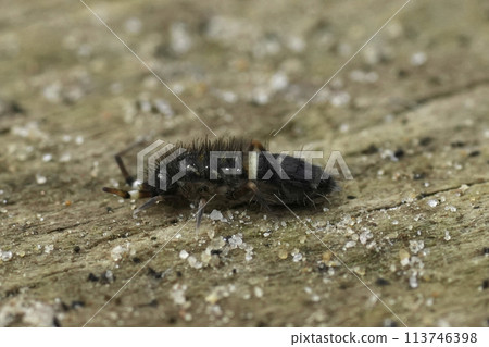 Closeup on a small colorful white banded springtail, Orchesella cincta sitting on wood Closeup on a small colorful white banded springtail, Orchesella cincta sitting on wood 113746398
