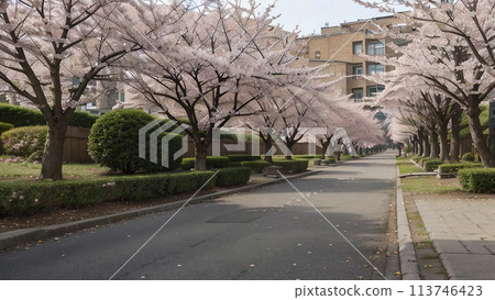 A deserted road with cherry trees growing on it 113746423