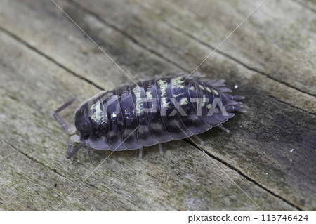 Closeup on an Common woodlouse, Oniscus asellus on a piece of wood 113746424