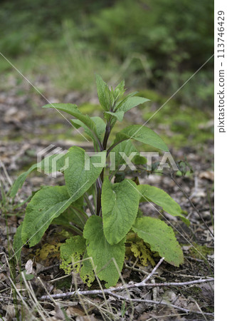 Closeup on an emerging Foxglove wildflower, Digitalis purpurea Closeup on an emerging Foxglove wildflower, Digitalis purpurea 113746429