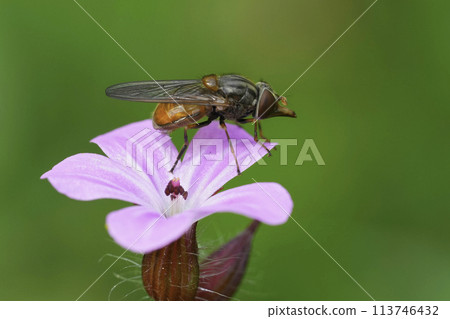 Closeup on a European red snoutfly, Rhingia campestris on a pink flower in the garden Closeup on a European red snoutfly, Rhingia campestris on a pink flower in the garden 113746432