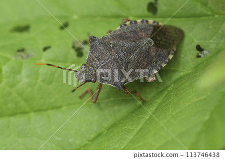 Closeup on the brown colored Dock leaf bug, Arma custos sitting on a green leaf 113746438
