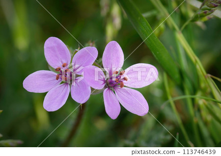 Closeup on the purple flower of the redstem stork's bill, Erodium cicutarium 113746439