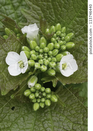 Vertical closeup on the emerging white flowers of the Garlic mustard wildflower 113746440