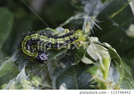 Closeup on the caterpillar of the Box Tree Moth, Cydalima perspectalis, a pest for Buxus gardens Closeup on the caterpillar of the Box Tree Moth, Cydalima perspectalis, a pest for Buxus gardens 113746442