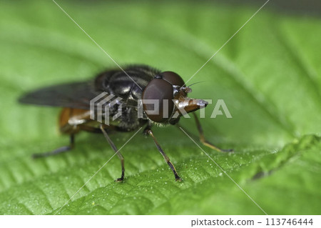 Closeup on a European red snoutfly, Rhingia campestris sitting on a green leaf 113746444