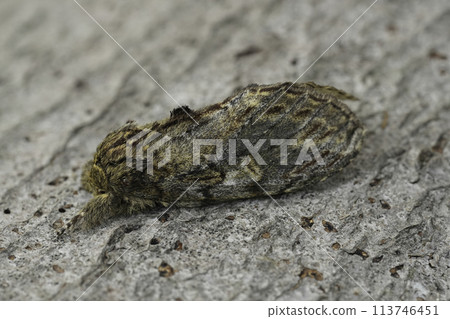 Closeup on the Great Prominent moth, Peridea anceps sitting on wood Closeup on the Great Prominent moth, Peridea anceps sitting on wood 113746451