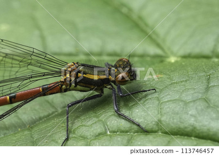 Closeup on the European Large red damselfly, Pyrrhosoma nymphula, sitting on a green leaf Closeup on the European Large red damselfly, Pyrrhosoma nymphula, sitting on a green leaf 113746457