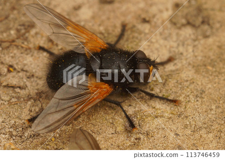 Closeup on a noon or noonday fly, Mesembrina meridiana sitting on the ground Closeup on a noon or noonday fly, Mesembrina meridiana sitting on the ground 113746459