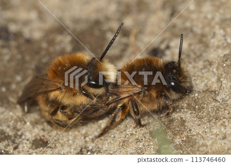Closeup on a copulation male and female Cellophane bee, Colletes cunicularius, sitting on the ground 113746460