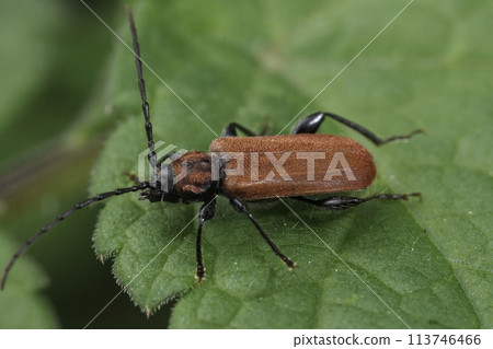 Closeup on the colorful red-eared gurnard longhorn beetle, Pyrrhidium sanguineum 113746466
