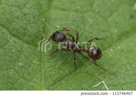Closeup on a Common red ant, Myrmica rubra, on a green leaf 113746467
