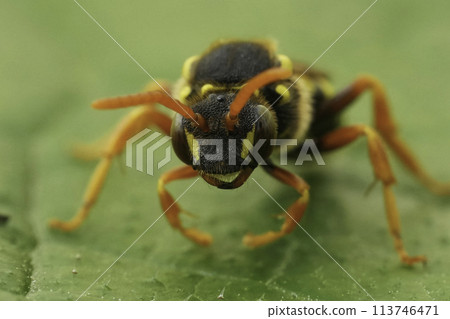 Extreme facial closeup on a female Gooden's Nomad solitary bee, Nomada goodeniana on a green leaf 113746471