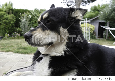 Closeup on a female Husky dog, laying down in the garden 113746510