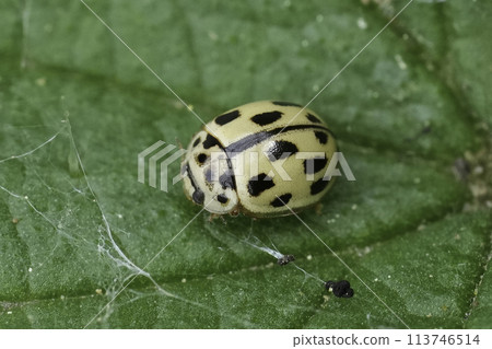 Closeup on a small Fourteen spotted ladybeetle, Propylea quatuordecimpunctata Closeup on a small Fourteen spotted ladybeetle, Propylea quatuordecimpunctata 113746514