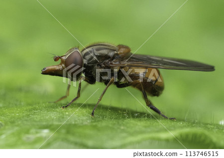 Closeup on the red colored European Common Sount-fly, Rhingia campestris sitting on a green leaf 113746515