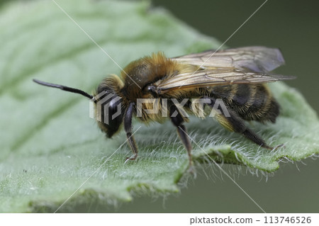 Closeup on a brown hairy female Choclate mining bee, Andrena scotica sitting on a green leaf Closeup on a brown hairy female Choclate mining bee, Andrena scotica sitting on a green leaf 113746526