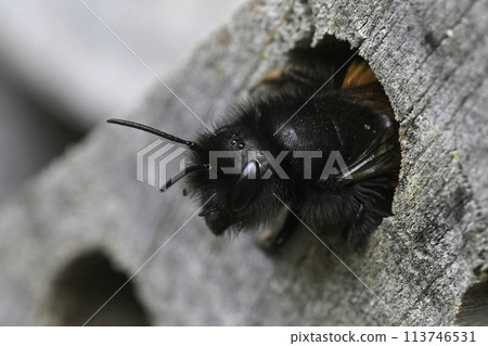 Closeup on the head of a female European horned mason bee, Osmia cornuta, ready to leave her nest at the bee-hotel 113746531