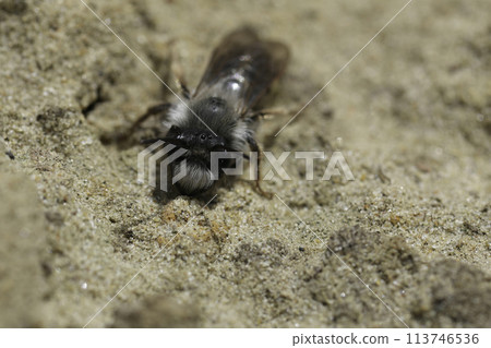 Closeup on a male Grey-backed mining bee, Andrena vaga no sandy ground 113746536