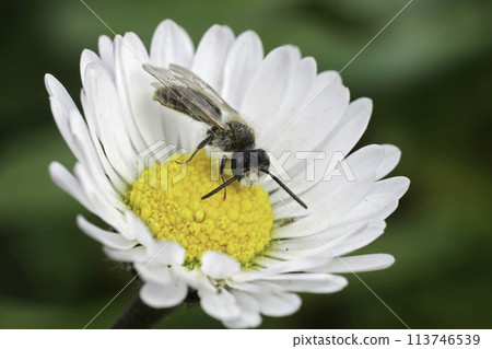 Closeup on a female Red-bellied miner , Andrena ventralis on a Common daisy flower 113746539