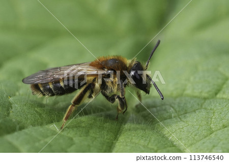 Closeup on a female Mellow miner, Andrena mitis sitting on a green leaf 113746540