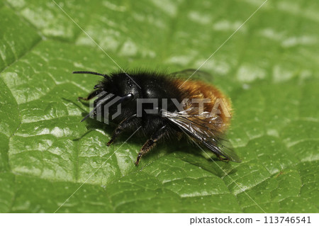 Closeup on a female European orchard mason bee, Osmia cornuta, sitting on a green leaf in the garden 113746541