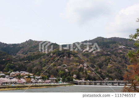 Arashiyama and Togetsukyo Bridge in Kyoto during cherry blossom season 113746557